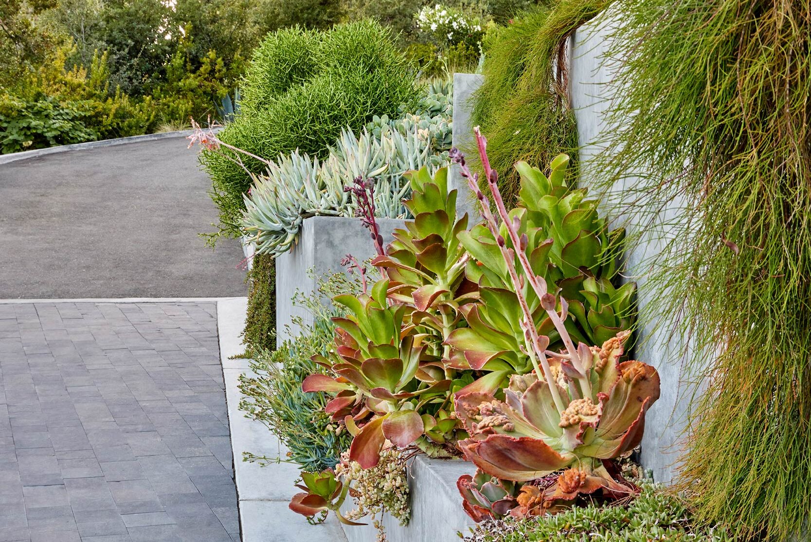 Los Altos Hills driveway wall and plantings