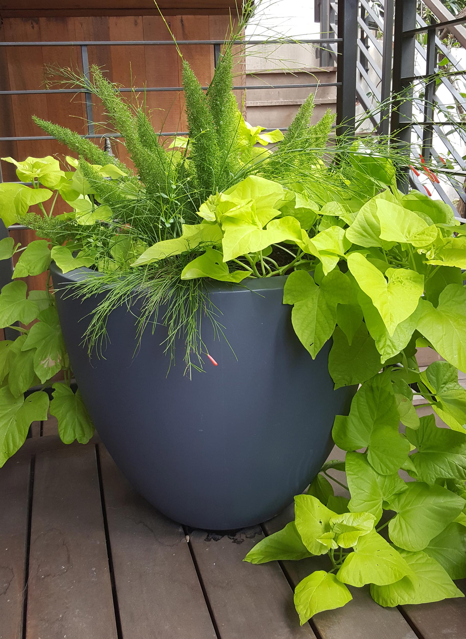 Maybeck Revealed Berkeley, CA potted plant detail